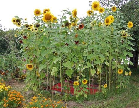 Create a Magical Oasis with Tall Sunflowers in Your Outdoor Space